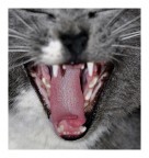 Oggi festa dei Gatti Oggi festa dei Gatti