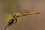 Sympetrum fonscolombii Sympetrum fonscolombii