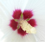 al centro del fiore