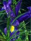 Iris con erbette Iris con erbette