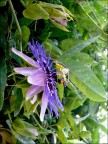 sono stata colpita dall'architettura complessa di questo fiore