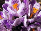 Crocus Crocus