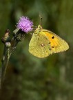 Colias invecchiata Colias invecchiata
