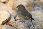 Verdone (Carduelis chloris) Verdone (Carduelis chloris)