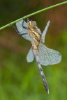 Orthetrum albistylum (femmina) Orthetrum albistylum (femmina)