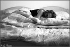 Notte agitata Notte agitata