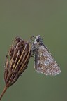 Pyrgus malvoides Pyrgus malvoides