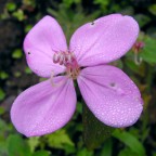 Risvegliandosi da una notte di nebbia Risvegliandosi da una notte di nebbia