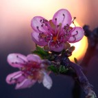 Fiori di pesco al tramonto Fiori di pesco al tramonto