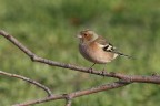 Fringuello (Fringilla coelebs) Fringuello (Fringilla coelebs)