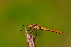 Sympetrum fonscolombii Sympetrum fonscolombii