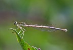 Platycnemis pennipes Platycnemis pennipes