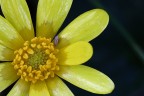 Fiore Fiore