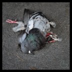 Natura Morta Natura Morta