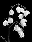 Orchidea2 Orchidea2