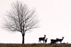 Parco Faunistico del Monte Amiata