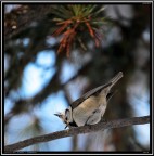 Cincia dal Ciuffo # 4 Cincia dal Ciuffo # 4