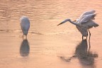 50d 100-400 f9 1/200sec ho saturato i colori x evidenziare il riflesso dell'alba che stava nascendo
http://img299.imageshack.us/img299/1183/aironibianchialba2000.jpg