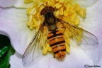 Episyrphus balteatus