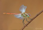 Sympetrum-.... Sympetrum-....