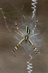 Argiope Argiope