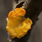 saprofita_1 saprofita_1