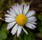 M'ama non M'ama M'ama non M'ama