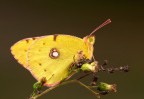 Colias