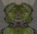 spinoso con dentini spinoso con dentini