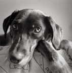 cippe analogica cippe analogica