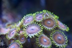 zoanthus zoanthus