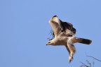 Aquila rapace Aquila rapace