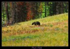 Questo esemplare giovane di Grizzly  stato ripreso durante una escursione nel parco di Yellowstone (Wyoming).
Non ne avevo mai visto uno, purtroppo non ero equipaggiato con un tele adeguato....