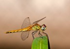 Fonscolombii Fonscolombii