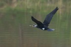 Giovane Cormorano