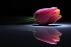 Tulipano Tulipano