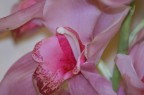 ...Fiore.... ...Fiore....