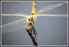 Libellula Libellula