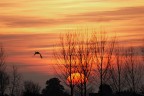 Sony alpha 700
con 70/300 a 300mm
f/6.3 1/500 ISO 400