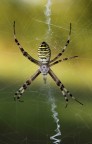 Argiope Argiope