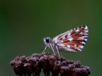 Pyrgus Pyrgus