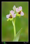 O. tenthredinifera O. tenthredinifera