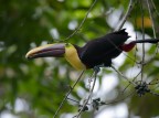 Tucano Tucano