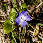 Non ho idea di che fiore sia, per cui non mi sbilancio in nomi strambi!

EXIF: 105mm, F/16, 1/30", ISO 100, Mano Libera
[URL=http://img408.imageshack.us/img408/9926/fiorellinohi.jpg]VERSIONE HR 1800px[/URL]