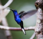 colibrì colibrì
