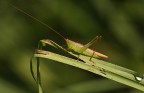 ...Verde...!!!