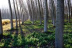 Il bosco
