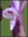 la piccola parte dell'orchidea la piccola parte dell'orchidea