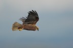 Falco di palude Falco di palude