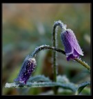 giù la testa 2 giù la testa 2